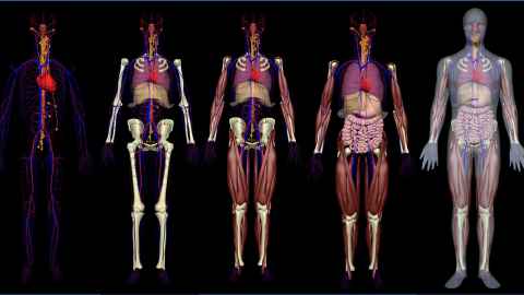 Modeling the Human Body - Infiuss Health